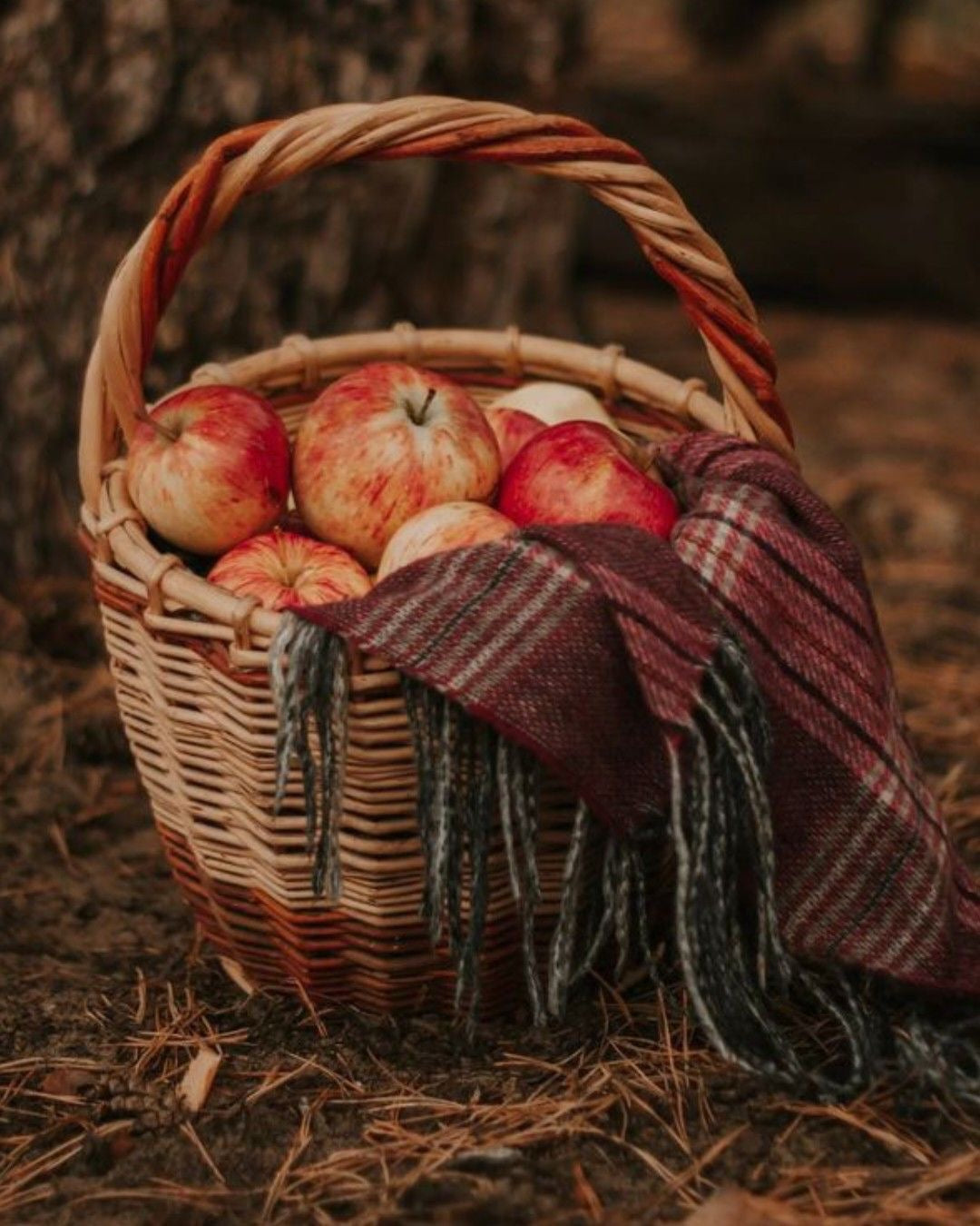 Apple Harvest